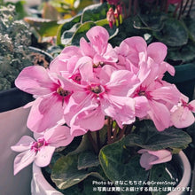 画像をギャラリービューアに読み込む, 【限定30鉢】ミニシクラメン・イリュージア'ピンクラテ' 3号 ※予約商品:10/12まで 出荷予定:10/17
