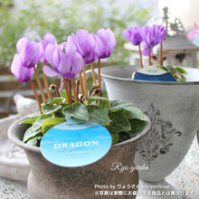 画像をギャラリービューアに読み込む, 【限定30鉢】ミニシクラメン・ドラゴン 3号 ※予約商品:10/12まで 出荷予定:10/17