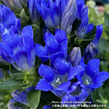 画像をギャラリービューアに読み込む, 【限定40鉢】リンドウ 花巻銀河ブルー 4号