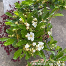 画像をギャラリービューアに読み込む, 【限定32鉢】オオミサンザシ・ビックリサンザシ 5号 ※予約商品:10/5まで 出荷予定:10/10