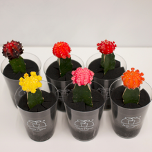 画像をギャラリービューアに読み込む, 【土を使わないサボテン】テーブルプランツ(Table Plants)ヒボタン(緋牡丹)