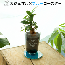 画像をギャラリービューアに読み込む, 【土を使わない観葉植物】 テーブルプランツ(Table Plants) ×カラフルCRYSTAL COASTERセット