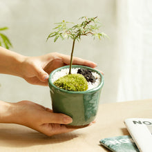 画像をギャラリービューアに読み込む, もみじのミニ盆栽 萬古焼鉢セット 3.5号 1鉢