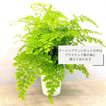 画像をギャラリービューアに読み込む, アジアンタム・フラグランス 5号 アーバンプランツポットセット