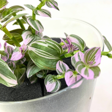 画像をギャラリービューアに読み込む, 【土を使わない観葉植物】つる性テーブルプランツ(Table Plants)トラディスカンチア