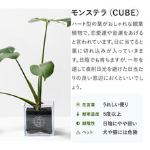 画像をギャラリービューアに読み込む, 【土を使わない観葉植物】テーブルプランツ(Table Plants) モンステラ