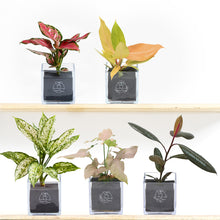 画像をギャラリービューアに読み込む, 【土を使わない観葉植物】テーブルプランツキューブ カラーリーフ (Table Plants CUBE)