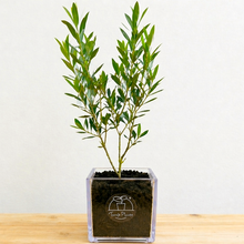 画像をギャラリービューアに読み込む, 【ボタニカルソイルCUBE観葉】テーブルプランツ(Table Plants) オリーブ(ミックス)