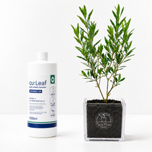 画像をギャラリービューアに読み込む, 【ボタニカルソイルCUBE観葉】テーブルプランツ(Table Plants) オリーブ(ミックス) +キュリーフセット