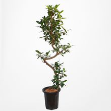 画像をギャラリービューアに読み込む, 【一点物】フランスゴムの木 まがり 10号 沖縄の観葉植物 高さ約160〜180cm No.507