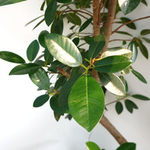 画像をギャラリービューアに読み込む, 【一点物】フランスゴムの木 まがり 10号 沖縄の観葉植物 高さ約160〜180cm No.507