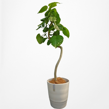 画像をギャラリービューアに読み込む, フィカス・ウンベラータ 8号 沖縄の観葉植物 高さ約160cm No.577