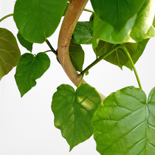 画像をギャラリービューアに読み込む, フィカス・ウンベラータ 8号 沖縄の観葉植物 高さ約160cm No.577