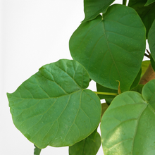 画像をギャラリービューアに読み込む, フィカス・ウンベラータ 8号 沖縄の観葉植物 高さ約160cm No.577