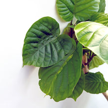 画像をギャラリービューアに読み込む, 【一点物】フィカス・ウンベラータ まがり 8号 沖縄の観葉植物 高さ約140〜160cm No.578