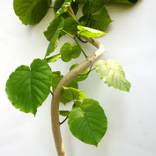 画像をギャラリービューアに読み込む, 【一点物】フィカス・ウンベラータ まがり 8号 沖縄の観葉植物 高さ約140〜160cm No.578