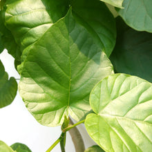 画像をギャラリービューアに読み込む, フィカス・ウンベラータ 8号 沖縄の観葉植物 高さ約160cm No.574