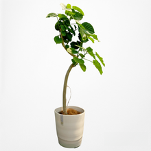 画像をギャラリービューアに読み込む, フィカス・ウンベラータ 8号 沖縄の観葉植物 高さ約160cm No.574