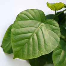 画像をギャラリービューアに読み込む, フィカス・ウンベラータ 8号 沖縄の観葉植物 高さ約160cm No.574