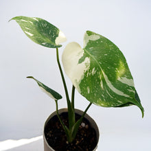 画像をギャラリービューアに読み込む, 斑入りモンステラ 4号 1鉢