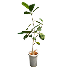 画像をギャラリービューアに読み込む, 【一点物】フィカス・ベンガレンシス 7号 沖縄の観葉植物 No.200 高さ約120cm