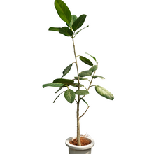 画像をギャラリービューアに読み込む, 【一点物】フィカス・ベンガレンシス 7号 沖縄の観葉植物 No.200 高さ約120cm