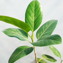 画像をギャラリービューアに読み込む, 【一点物】フィカス・ベンガレンシス 7号 沖縄の観葉植物 No.200 高さ約120cm