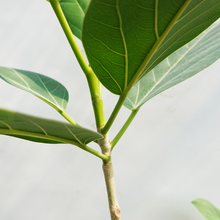 画像をギャラリービューアに読み込む, 【一点物】フィカス・ベンガレンシス 7号 沖縄の観葉植物 No.200 高さ約120cm