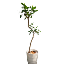 画像をギャラリービューアに読み込む, 【一点物】フランスゴムの木 8号 沖縄の観葉植物 高さ約140cm No.600