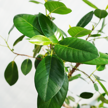 画像をギャラリービューアに読み込む, 【一点物】フランスゴムの木 8号 沖縄の観葉植物 高さ約140cm No.600