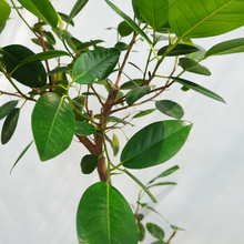 画像をギャラリービューアに読み込む, 【一点物】フランスゴムの木 8号 沖縄の観葉植物 高さ約140cm No.600