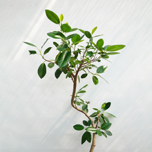 画像をギャラリービューアに読み込む, 【一点物】フランスゴムの木 8号 沖縄の観葉植物 高さ約140cm No.600