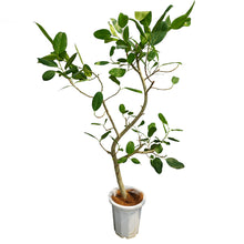 画像をギャラリービューアに読み込む, 【一点物】フィカス・ベンガレンシス 10号 高さ約180cm 沖縄の観葉植物 No.201