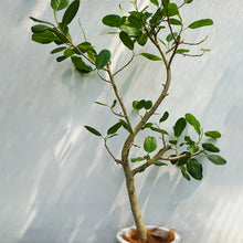 画像をギャラリービューアに読み込む, 【一点物】フィカス・ベンガレンシス 10号 高さ約180cm 沖縄の観葉植物 No.201