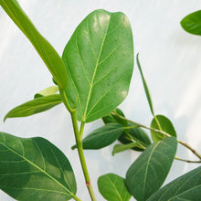 画像をギャラリービューアに読み込む, 【一点物】フィカス・ベンガレンシス 10号 高さ約180cm 沖縄の観葉植物 No.201