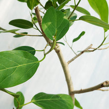 画像をギャラリービューアに読み込む, 【一点物】フィカス・ベンガレンシス 10号 高さ約180cm 沖縄の観葉植物 No.201