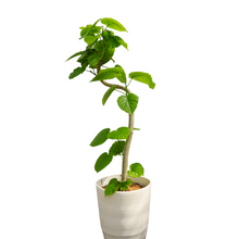 画像をギャラリービューアに読み込む, 【一点物】フィカス・ウンベラータ 8号 高さ約150cm 沖縄観葉 No.572