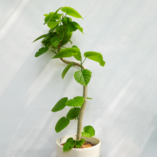 画像をギャラリービューアに読み込む, 【一点物】フィカス・ウンベラータ 8号 高さ約150cm 沖縄観葉 No.572