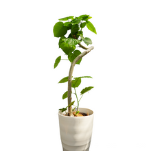 画像をギャラリービューアに読み込む, 【一点物】フィカス・ウンベラータ 8号 高さ約150cm 沖縄観葉 No.572