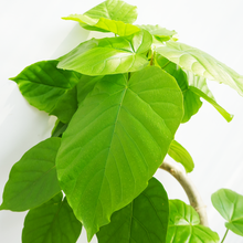 画像をギャラリービューアに読み込む, 【一点物】フィカス・ウンベラータ 8号 高さ約150cm 沖縄観葉 No.572
