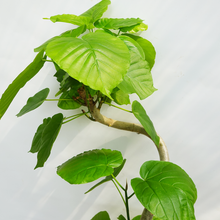 画像をギャラリービューアに読み込む, 【一点物】フィカス・ウンベラータ 8号 高さ約150cm 沖縄観葉 No.572