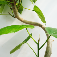 画像をギャラリービューアに読み込む, 【一点物】フィカス・ウンベラータ 8号 高さ約150cm 沖縄観葉 No.572