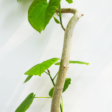 画像をギャラリービューアに読み込む, 【一点物】フィカス・ウンベラータ 8号 高さ約150cm 沖縄観葉 No.572