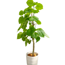 画像をギャラリービューアに読み込む, 【一点物】フィカス・ウンベラータ 8号 沖縄の観葉植物 高さ約160cm No.F3
