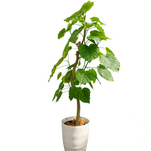 画像をギャラリービューアに読み込む, 【一点物】フィカス・ウンベラータ 8号 沖縄の観葉植物 高さ約160cm No.F3