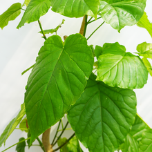 画像をギャラリービューアに読み込む, 【一点物】フィカス・ウンベラータ 8号 沖縄の観葉植物 高さ約160cm No.F3