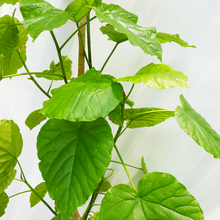 画像をギャラリービューアに読み込む, 【一点物】フィカス・ウンベラータ 8号 沖縄の観葉植物 高さ約160cm No.F3