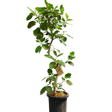 画像をギャラリービューアに読み込む, 【一点物】フィカス・ベンガレンシス 10号 高さ約180cm 沖縄の観葉植物 No.186