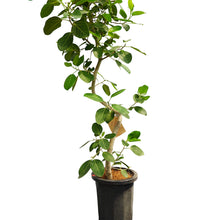 画像をギャラリービューアに読み込む, 【一点物】フィカス・ベンガレンシス 10号 高さ約180cm 沖縄の観葉植物 No.186