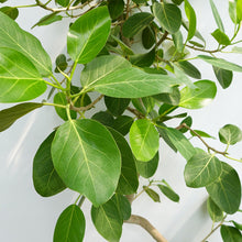 画像をギャラリービューアに読み込む, 【一点物】フィカス・ベンガレンシス 10号 高さ約180cm 沖縄の観葉植物 No.186